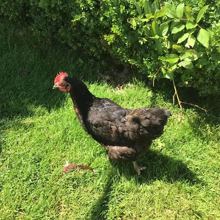 Les Petits Champs Buais-les-Monts