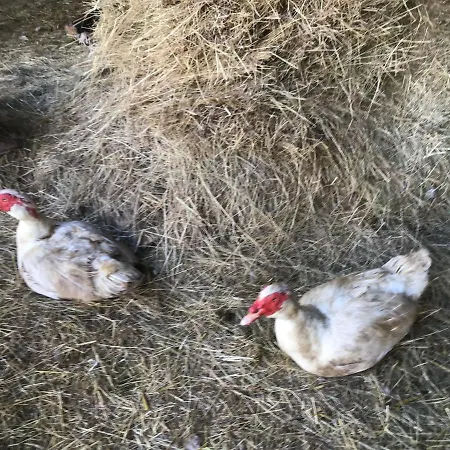 Les Petits Champs * Buais-les-Monts