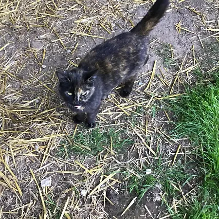 Quarto em Acomodações Particulares Les Petits Champs *