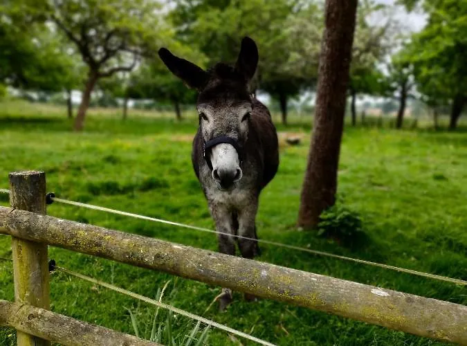Les Petits Champs Séjour chez l'habitant Buais-les-Monts
