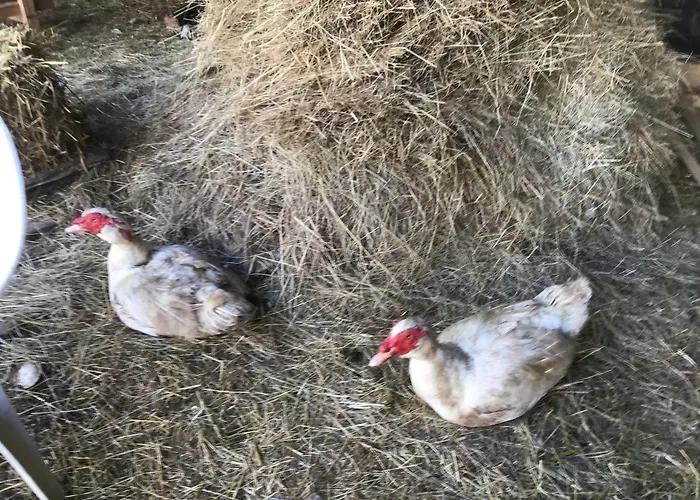 Les Petits Champs * Buais-les-Monts