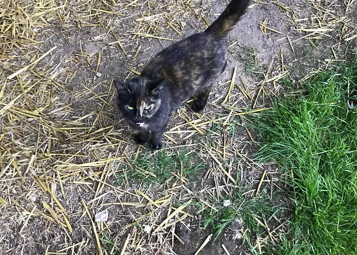 Séjour chez l'habitant Les Petits Champs *