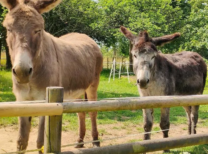 Les Petits Champs Séjour chez l'habitant Buais-les-Monts